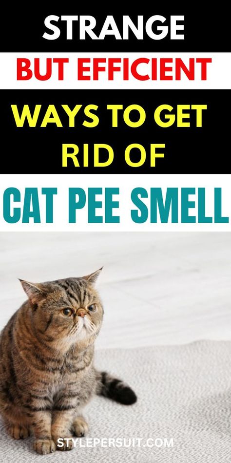 How to Get Rid of Cat Pee Smell: Step By Step Guide Odor Eliminator Diy, Cat Pee Smell Removal, Remove Cat Urine Smell, Litter Box Smell, Cat Urine Remover, Cat Pee Smell, Pee Stains, Cat Urine Smells, Pee Smell