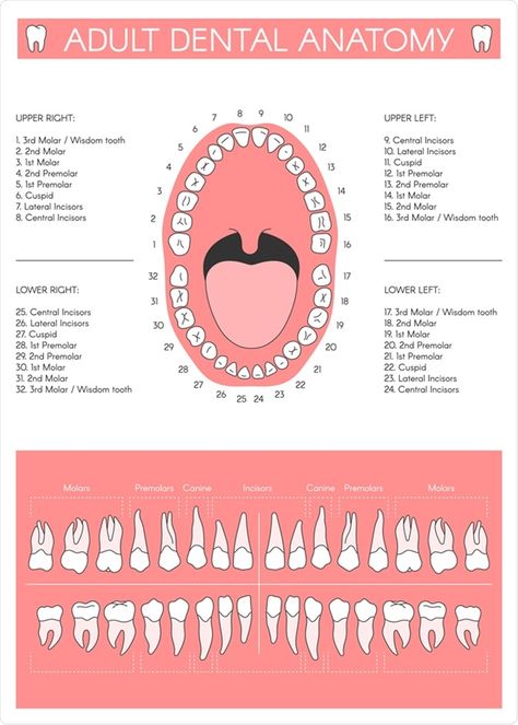 Teeth Diagram, Teeth Chart, Teeth Eruption, Dental Assistant Study, Milk Teeth, Dental Check Up, Tooth Chart, Molar Tooth, Canine Tooth