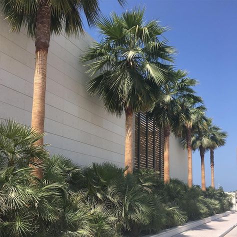 Palm Tree Hedge, Palm Tree Entrance, House Palm Tree Plants, Palm Landscaping Ideas, Palm Jumeirah Villa, Landscape Entrance, Washingtonia Palm, Formal Landscape, Palm Trees Garden