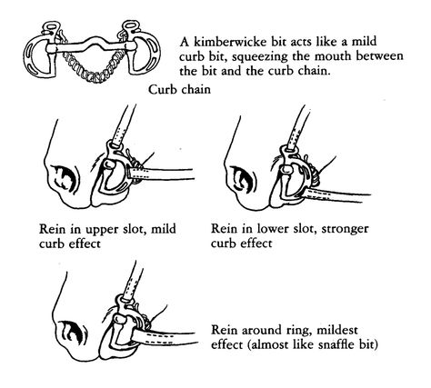 Horse Worksheets, Horse Drills, Bits For Horses, Horse Activities, Equine Science, Cowgirl Core, Horse Education, Animal Tutorial, Horse Lessons