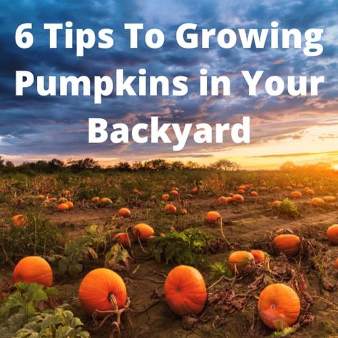 Planting Pumpkin Seeds, Cleaning And Organizing Hacks, When To Plant Pumpkins, Fresh Pumpkin Pie, Clean Your Bathroom, Pumpkin Field, Planting Pumpkins, Baskets Ideas, Biggest Pumpkin