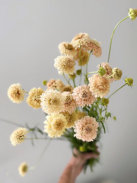 Florist Brooke Snodgrass | Scabiosa ‘Fata Morgana’ ✨ | Instagram September Flowers, Fata Morgana, Floral Type, Flower Guide, Flower Therapy, Peach Flowers, Fall Wedding Colors, Seasonal Flowers, Wedding Flower Arrangements