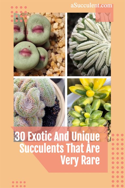 Rare Cactus And Succulents, Unusual Houseplants, Garden Chart, Crazy Plants, Plants Reference, Plant Decoration Ideas, Cactus Propagation, Unusual Succulents, Unique Succulents