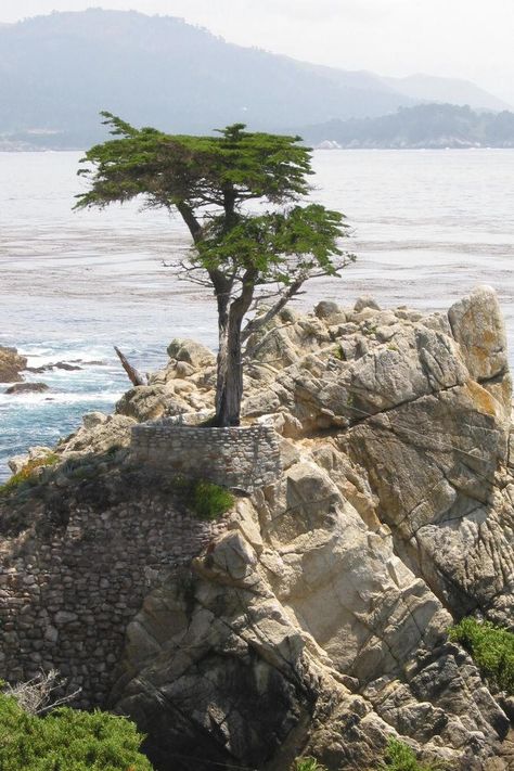 lone cypress - Google Search Cupressus Macrocarpa, Unusual Trees, Eucalyptus Deglupta, Lone Cypress, Monterey Cypress, 17 Mile Drive, Monterey Peninsula, Socotra, Tree Gifts