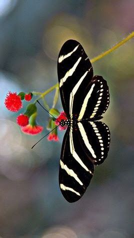 Moth Caterpillar, Beautiful Bugs, Butterfly Pictures, Butterfly Kisses, Bugs And Insects, White Butterfly, Pisco, Giza, Butterfly Garden