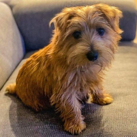 Norfolk Terrier Puppies, All Breeds Of Dogs, Norfolk Terrier, Cairn Terriers, Norwich Terrier, Dog Poses, Group 3, Jack Russel, Cute Little Puppies