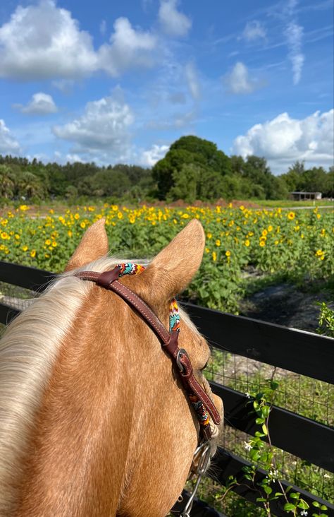 Sunflower fields Horse Photo, Sunflower Fields, Horse Photos, Trail Riding, Farm Life, Photo Shoot, Sunflower, Horses, Collage