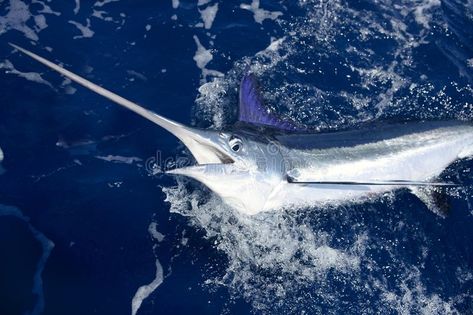 Beautiful white marlin real billfish sport fishing. Beautiful white marlin real , #ad, #real, #billfish, #marlin, #Beautiful, #white #ad White Marlin, Marlin Fishing, Marlin Fish, Salt Water Fishing, Fish Species, Fish Stock, Fishing Charters, Deep Sea Fishing, Catching Fish