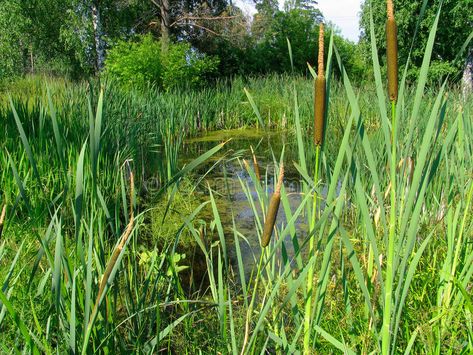 Cattail on the bog. Bog with cattail , #Sponsored, #bog, #Cattail, #cattail, #Bog #ad Leaf Images, Cat Tail, Ideas Creative, Inspiration Ideas, Slime, Vector Art, Photo Image, Stock Images, Design Inspiration