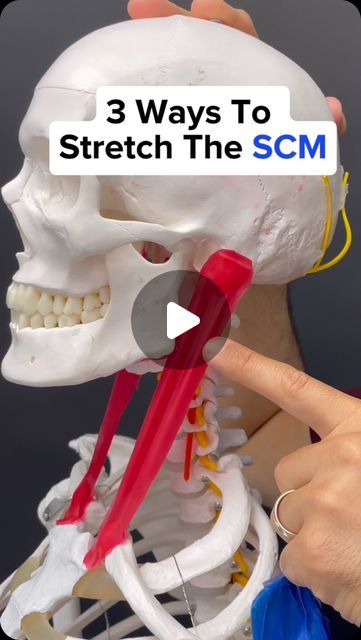 Scm Muscle, Sternocleidomastoid Muscle, Shoulder Posture, Vestibular System, Neck Muscles, Muscle Stretches, Inner Ear, Neck Pain Relief, Headache Relief