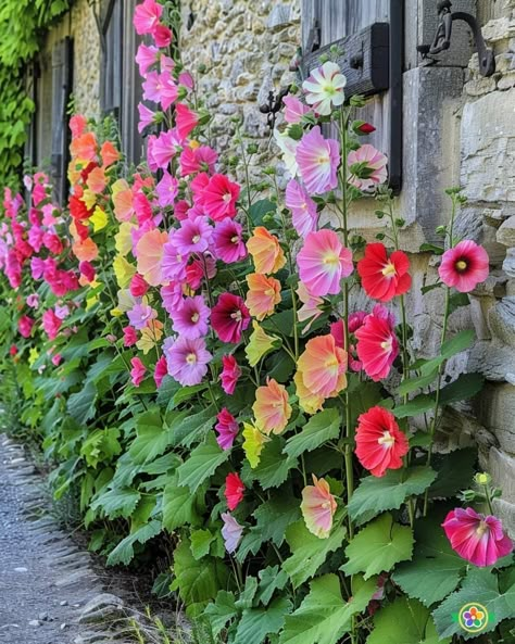 Hollyhocks Flowers, Backyard Flowers Garden, Yard Flowers, Flower Borders, Backyard Flowers, Future Garden, Garden Makeover, Cut Flower Garden, Garden Inspo