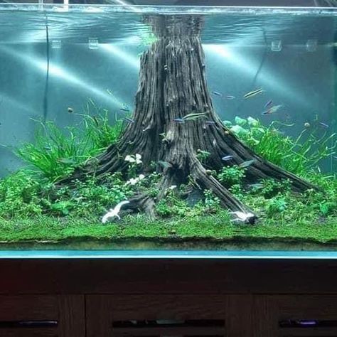 Water Environment, Fish Tank Decor, Crooked Tree, Tropical Forests, Moss Ball, Betta Tank, Aquarium Ideas, Betta Fish Tank, Natural Tree