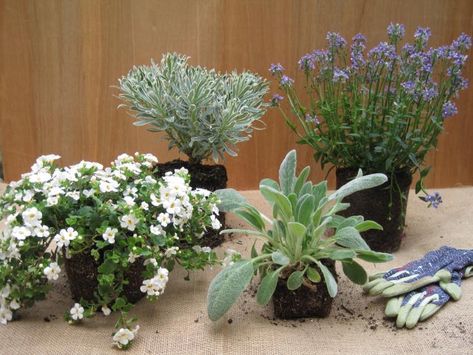 Patio Planter Ideas Plant Pots, Diy Outdoor Planters, Patio Planter Ideas, Garden In Pots, Spring Planters, Patio Flower Pots, Diy Planters Outdoor, Gardening Tricks, Luxurious Garden