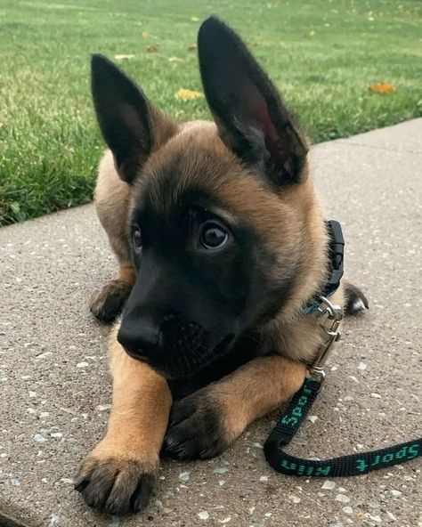 Malinois Shepherd, Black German Shepherd Puppies, Belgian Malinois Puppies, Malinois Puppies, Belgian Malinois Dog, Malinois Dog, Belgian Shepherd, Military Dogs, Living Alone