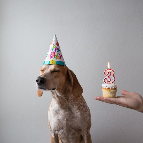 Maddie the Coonhound! | THIS WILD IDEA Dog Birthday Photoshoot, Dog Birthday Pictures, Dog Bday, Doggy Birthday, Dog Photoshoot, Birthday Dog, Puppy Birthday, Dog Birthday Party, Dog Party