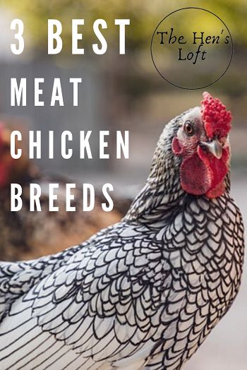 Meat Chickens Breeds, What To Feed Chickens, Raising Meat Chickens, Meat Birds, Broiler Chicken, Layer Chicken, Chicken Owner, Chicken Keeping, Chicken Feeders