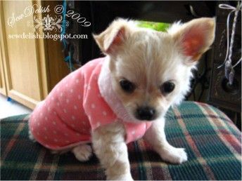 35 Dog Coat DIY's that are easy and fun and will keep your dog warm this Winter. Get the tutorials and DIY's and start making some fabulous dog coats. Diy Dog Sweater, Small Dog Sweaters, Dog Clothes Diy, Dog Clothes Patterns, Lab Puppies, Poodle Puppy, Puppy Clothes, Tiny Dogs, Chihuahua Puppies