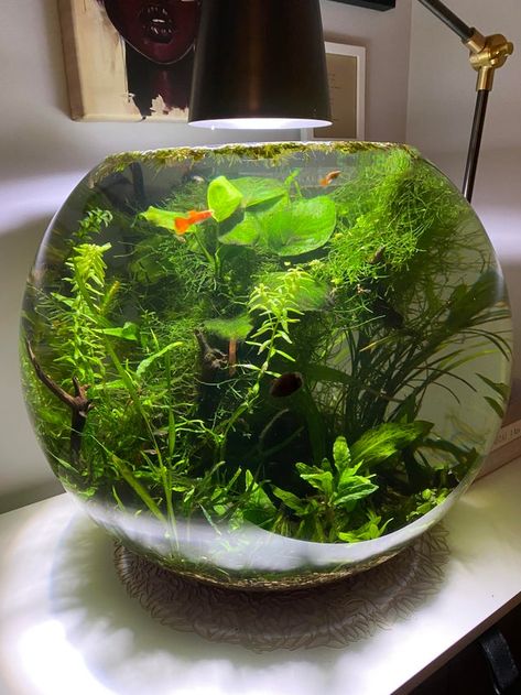 My 15 gallon bowl aquarium is 4 months old now and the plants have exploded: PlantedTank Fish Bowl Centerpiece Wedding, Sidehustle Ideas, Round Aquarium, Aquarium Bowl, Fish Bowl Aquarium, Round Fish Tank, Bowl Aquarium, Terrarium Moss, Fish Types