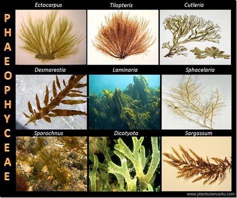 Example of Brown algae (Phaeophyceae) Brown Algae, Biology Art, Slime Mould, Plant Science, Medical Knowledge, Permaculture, Biology, Dandelion, Plants