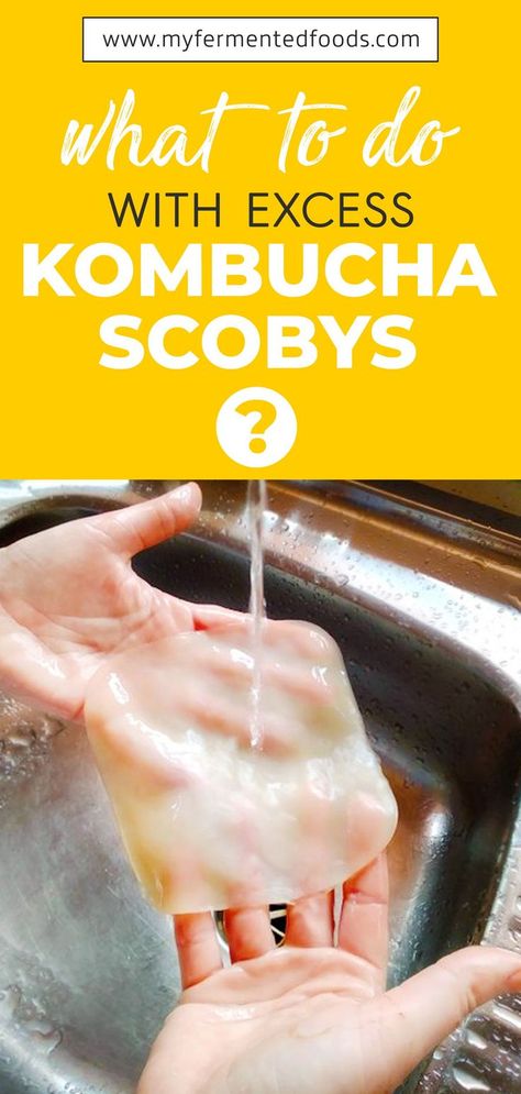 Extra Scoby Uses, Kombucha Scoby Recipes, Scoby Hotel, Diy Kombucha, Kombucha Flavors, Kombucha Scoby, How To Brew Kombucha, Homemade Kombucha, Kombucha Recipe