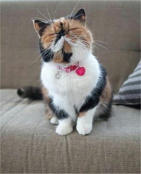 Adorable Persian cat. Exotic Shorthair Cat, Calico Cats, Persian Kittens, Exotic Shorthair, Persian Cats, Exotic Cats, Shorthair Cat, Persian Cat, Cute Cats And Kittens