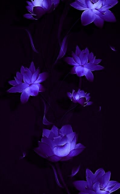 Purple Flowers, Lotus, Neon, Purple, Flowers