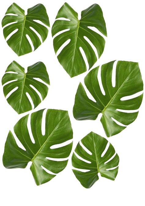 Paper Plants Diy, Monstera Printable, Plant Template, Leaves Template, Tropical Room, School Model, Printable Leaves, Decoupage Printables, Dollhouse Miniature Tutorials