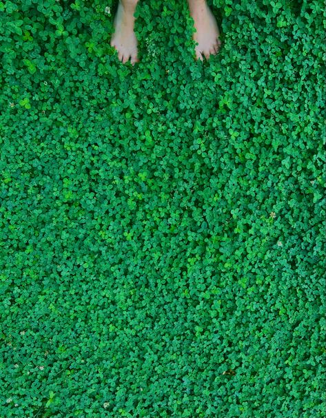 Moss And Clover Lawn, Clover Walking Path, Clover Lawn Aesthetic, Clover Grass Lawn, Clover Landscaping, Clover Ground Cover, Clover Yard, Clover Lawns, Grass Alternatives