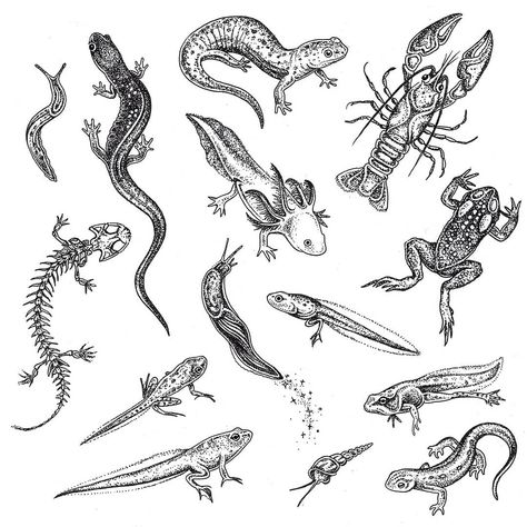 New river critter flash, very excited to tattoo these! Featuring a few salamanders, a salamander skeleton, a newt, an aquatic snail, an… Salamander Scientific Illustration, Creepy Cottagecore Tattoo, Forage Tattoo, Tiger Salamander Tattoo, Slug Tattoo Cute, Snail Ink Drawing, Weird Nature Tattoos, Nature Tattoo Filler Ideas, Spotted Salamander Tattoo