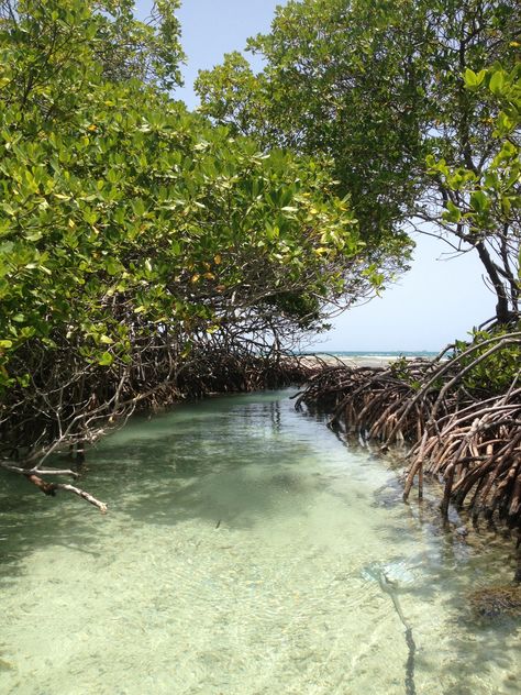 Mangroves Aesthetic, Mangrove Aesthetic, Aquatic Aesthetic, One Piece Aesthetic, Puerto Rico Vacation, Mangrove Swamp, Endangered Wildlife, Puerto Rican Pride, Water Villa