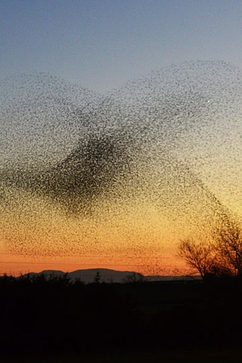 Starling Aesthetic, Starling House, Starling Murmuration, Horror High, Starling Bird, Uncle Vanya, Somerset Levels, Inspiring Nature, Animal Images