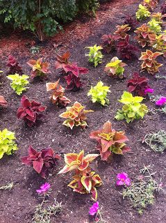 Midwest Garden, Canna Bulbs, Coleus Plant, Coleus Plants, Rehab Addict, Full Sun Flowers, Petunia Flower, Shade Garden Plants, Balcony Flowers