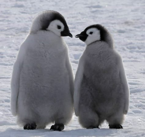 Pinguin Cute, Penguin Aesthetic Cute, Cute Animals Penguin, Penguin Photos, Penguins In Love, Penguin Meme, Cute Baby Penguin, Penguin Shirt, Emperor Penguin