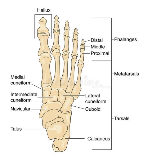 Ankle Anatomy, Skeletal System Anatomy, Ankle Injuries, Anatomy Bones, Foot Anatomy, Forensic Anthropology, Skeleton Anatomy, Leg Bones, Reflexology Chart