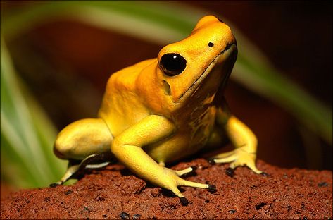 Poison Arrow Frog, Poisonous Animals, Poison Frog, Poison Dart Frog, Poison Dart, Dangerous Animals, Dart Frog, Endangered Animals, Puppy Care