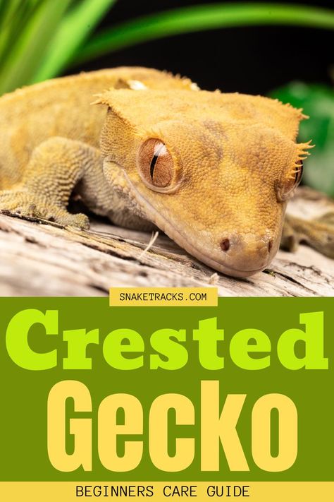 Also known as the eyelash gecko, the crested gecko was thought extinct until 1994 when they were rediscovered. Ever since they have grown in popularity especially as pets. This is because they are easy to care for, and fun to watch and interact with. Since these pets can live up to 20 years with good care, it is important to be committed before getting one. With a variety of commercial crested gecko diet available, you needn’t worry about feeding them live insects. Crested Gecko Care, Crested Gecko, Gecko, 20 Years, Insects, Care Instructions, Diet