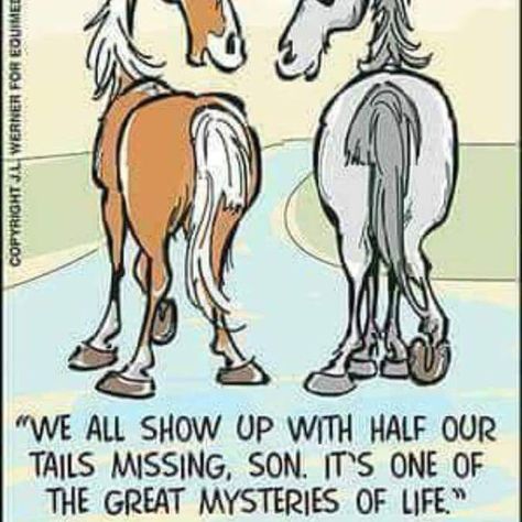 The Best Horses in Heaven, They Have No Tail  by Miska Paget  The best horses in Heaven they have no tail. This is a rule they all know without fail. For when a new horse arrives with a short cut bob, they all know that this horse did a very good job.  His owner could not bear to part with her friend so she saved his tail, wrapped in ribbons and in braids, to hold with his memory in a very loving way.  To enter Heaven without a tail is an honor, a message, that without fail announces to everyone Horses In Heaven, Equestrian Memes, Horse Friends, Horse Humor, Funny Horse Memes, Horse Meme, Horse Memes, Horse Quotes Funny, Funny Horse Pictures