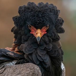 Nature Bateleur Eagle, Wild Animal Wallpaper, Crazy Bird, Bird Of Prey, Garden Animals, Birds Of Prey, Zimbabwe, Bird Art, Love Birds