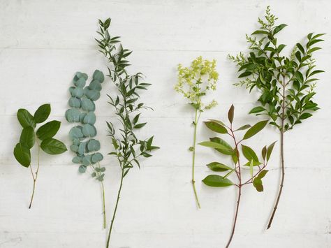 Types of Foliage for Flower Arranging - left to right: Salal, Eucalyptus, Ruscus, Alchemilla (?), (second from right I don't know) and on the right apparently is a type of privet. Flower Guide, Foliage Plants, Arte Floral, Types Of Flowers, Flowers And Leaves, Cut Flowers, My Flower, Flower Shop, Pretty Flowers