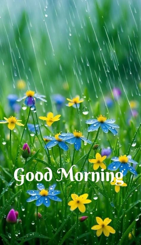 Good Morning Dp, Renatus Wellness, Thursday Good Morning Images, Friday Good Morning Images, Thursday Good Morning, Rainy Good Morning, New Good Morning Images, Good Morning New, Good Morning Nature Images