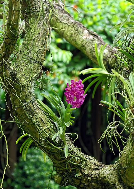 tranquil. Orchid Growing, Magic Flower, Taman Air, Vanda Orchids, Rare Orchids, Dendrobium Orchids, Orchids Garden, Wild Orchid, Orchid Care