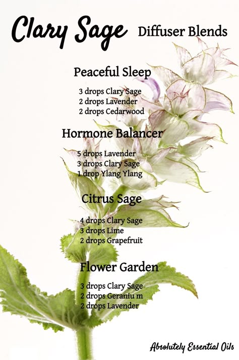 Clary Sage Diffuser Blends! my.doterra.com/ashleygoldman Facebook-Absolutely Essential Oils Instagram-absolutely_essential_oils Helichrysum Essential Oil, Essential Oil Combinations, Essential Oil Diffuser Blends Recipes, Clary Sage Essential Oil, Essential Oils Guide, Essential Oils Herbs, Essential Oils Health, Essential Oil Diffuser Recipes, Oil Diffuser Recipes