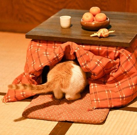 Apartment Interior Aesthetic, Japanese Apartment Kitchen, Kotatsu Aesthetic, Japanese Bedroom Aesthetic, Japanese Apartment Interior, Bedroom Japanese Style, Bedroom Aesthetic Dark, She And Her Cat, Apartment Kitchen Aesthetic