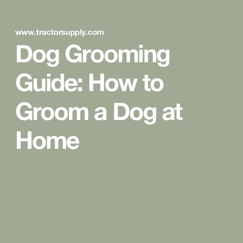 Dog Grooming Guide: How to Groom a Dog at Home Dog Dental Hygiene, Cut Nails, Dog At Home, Grooming Shop, Dog Ears, How To Cut Nails, Dog Ear, Dental Hygiene, How To Take