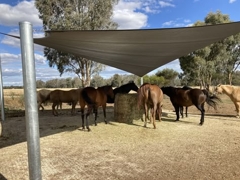 Horse Run In Shelter, Hay Hut, Horse Farm Layout, Horse Paddock, Horse Farm Ideas, Barn Hacks, Paddock Paradise, Horse Shelter, Horse Barn Plans