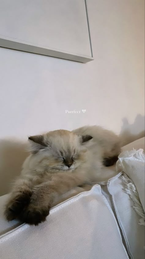 Caption For Cats Instagram Story, Cats Story Instagram, Captions For Cats Pictures, Cat Story Instagram Ideas, Aesthetic Cat Accessories, Cat Ig Story, Cat Insta Story, Cat Story Instagram, Cat Instagram Story