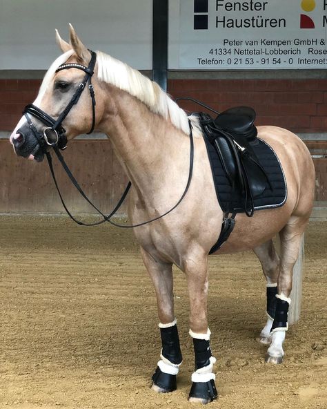 Cavalo Palomino, Equestrian Supplies, Your Day, Palomino Horse, Show Horse, Horse Dressage, Most Beautiful Horses, Dressage Horses, Horse Blankets