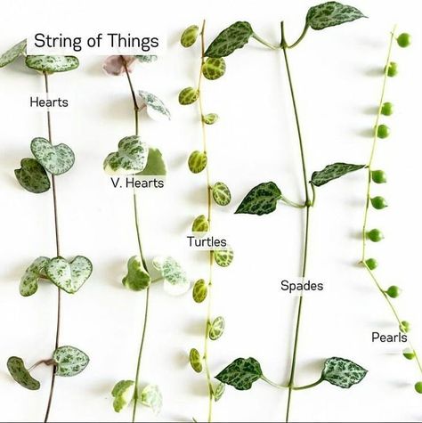 Plantways on Instagram: “Which string is in your list Do you love indoor plant 💚 Let's Explore Plants 🌱 @plantways Credit: @poojasplants #instaplants…” String Of Hearts Plant, Pot Gantung, String Of Pearls Plant, Lovely Pic, Plants Hanging, String Of Hearts, Plant Wishlist, Household Plants, Inside Plants