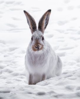 18,000+ Rabbit Pictures Arctic Hare, Rabbit Pictures, Mint Background, Dark Grey Background, White Rabbits, Snowy Forest, Bunny Pictures, Leopards, White Rabbit