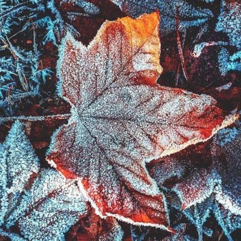 Snow Wallpaper Hd, Frosty Morning, Warm Bed, Dark Winter, Autumn Cozy, Winter Aesthetic, Free Hd Wallpapers, Autumn Aesthetic, Belleza Natural